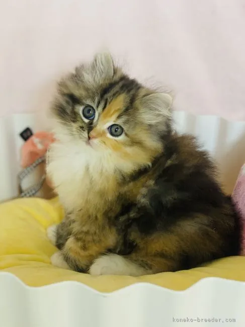 ID：2110-01803の子猫