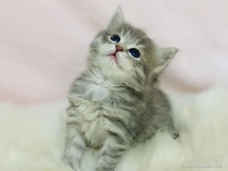 ID:2112-02260の子猫