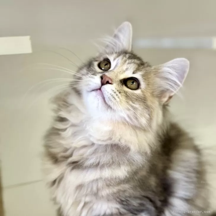 ID:2405-02132の子猫