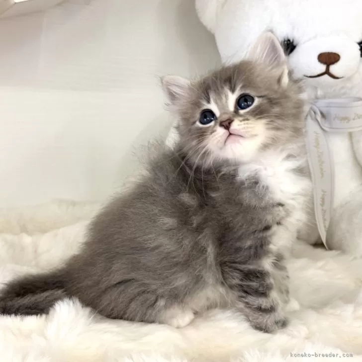 ID：2404-01706の子猫