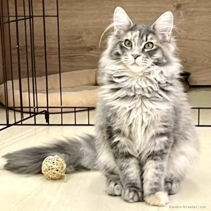 ID:2304-00866の子猫