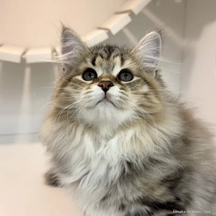 ID:2410-00881の子猫