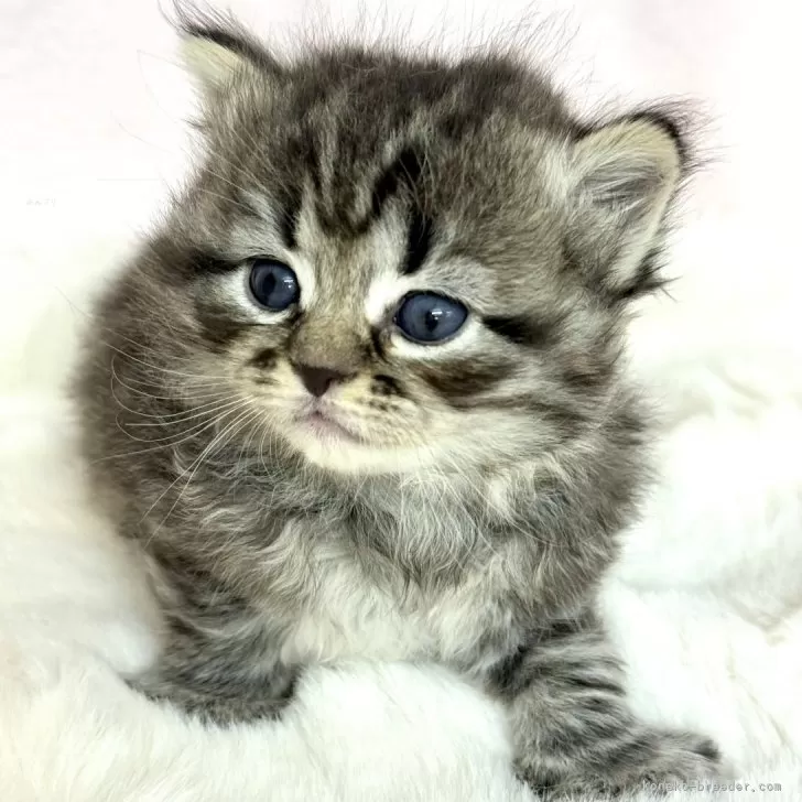 ID:2404-03701の子猫