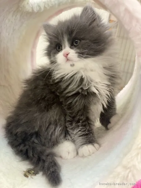 ID:2111-02203の子猫