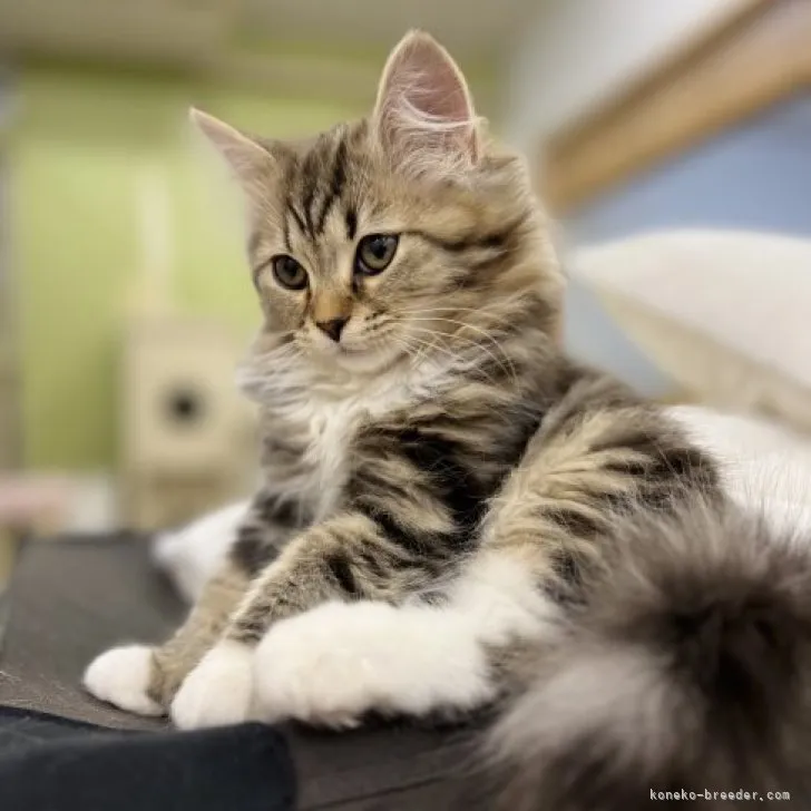 ID:2302-00381の子猫