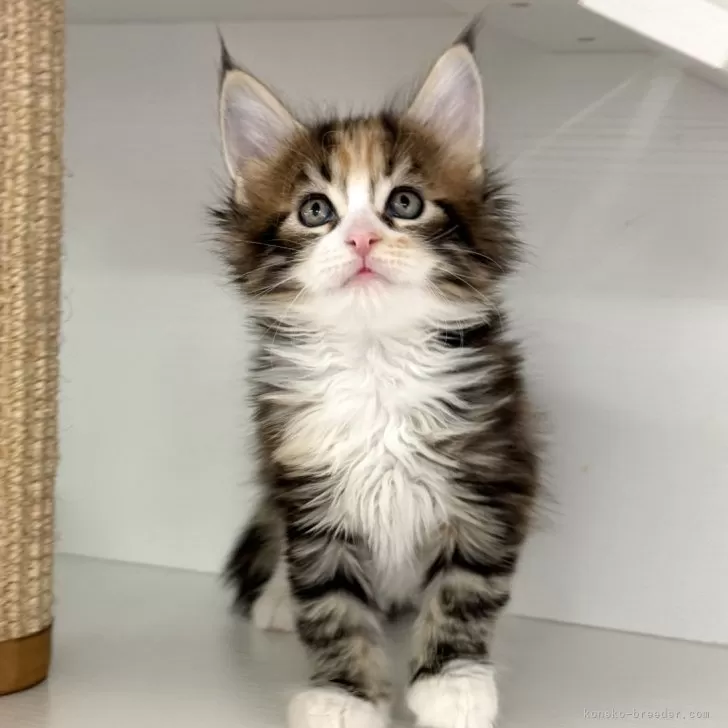 ID:2410-00716の子猫