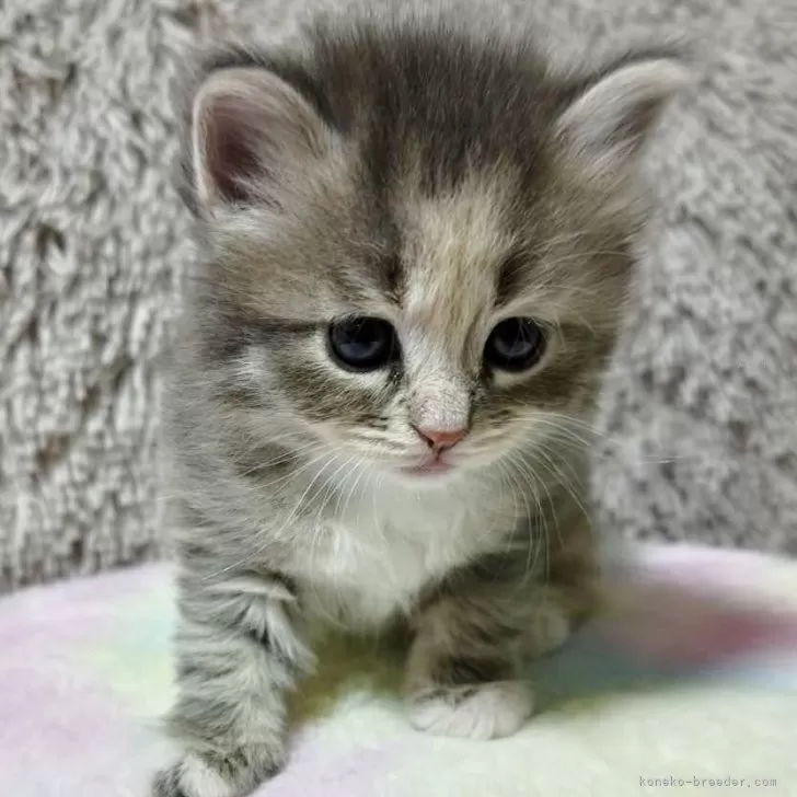 ID：2404-02125の子猫