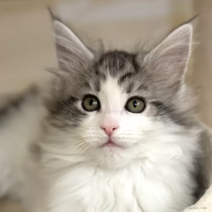 ID：2402-00596の子猫