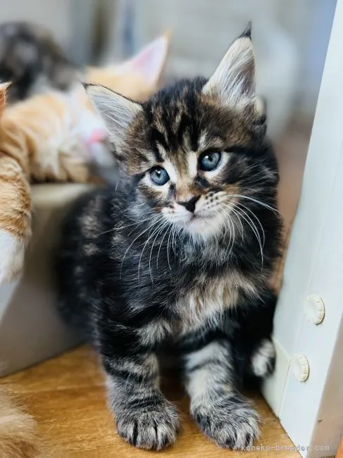 ID：2205-01023の子猫