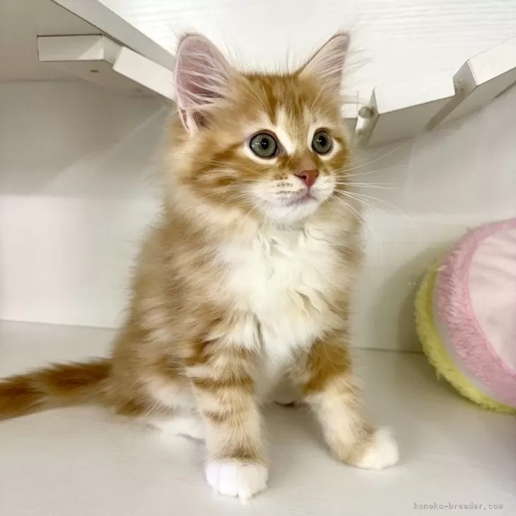 ID:2405-02233の子猫