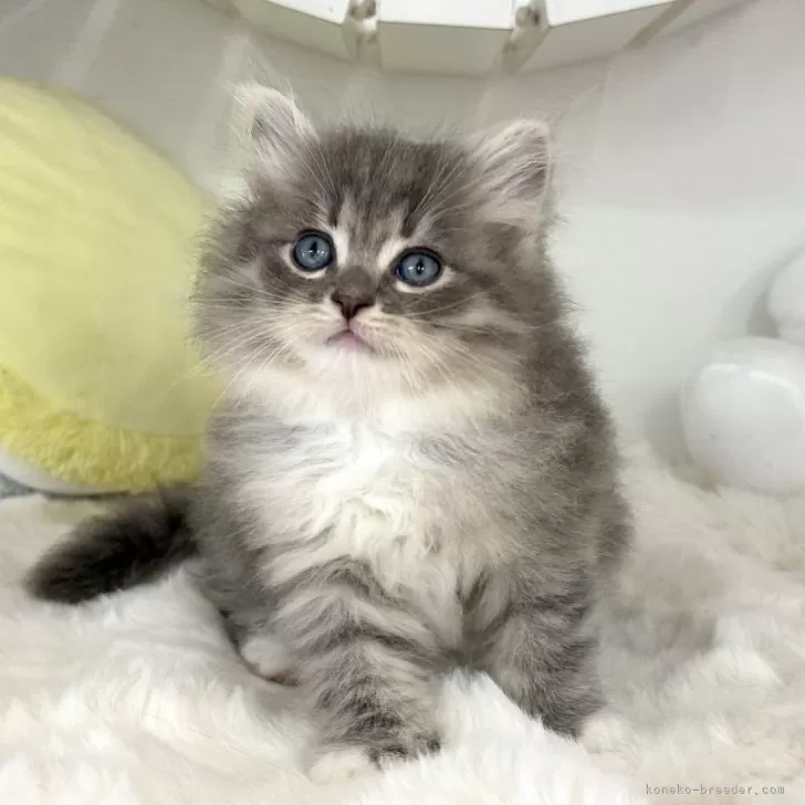 ID:2404-03705の子猫