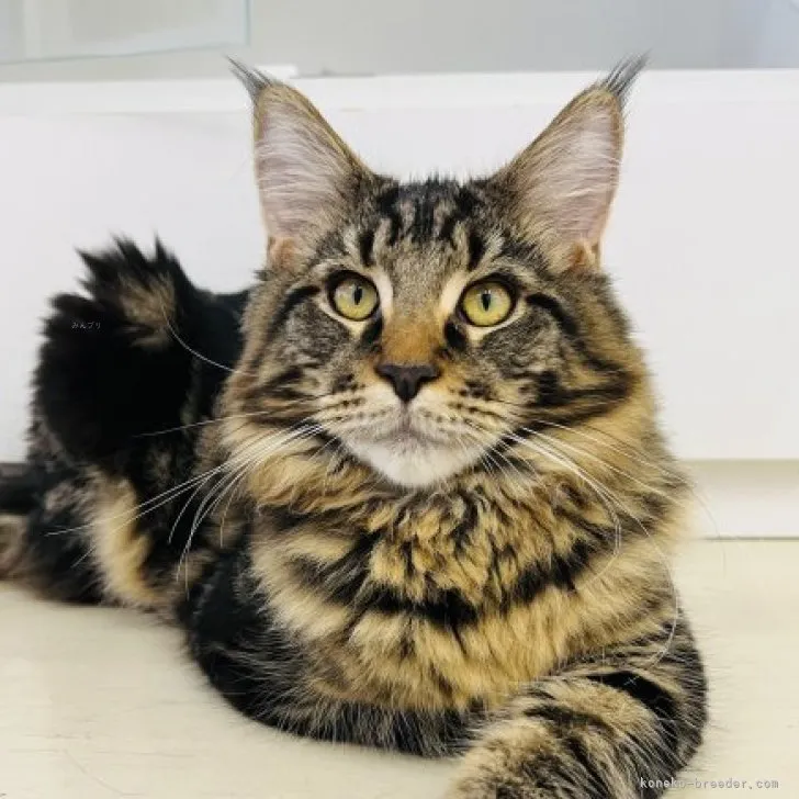 ID:2306-00961の子猫