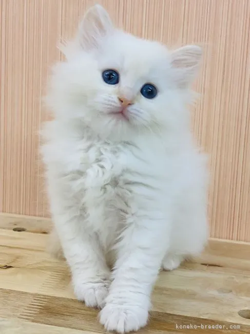 ID：2104-02396の子猫