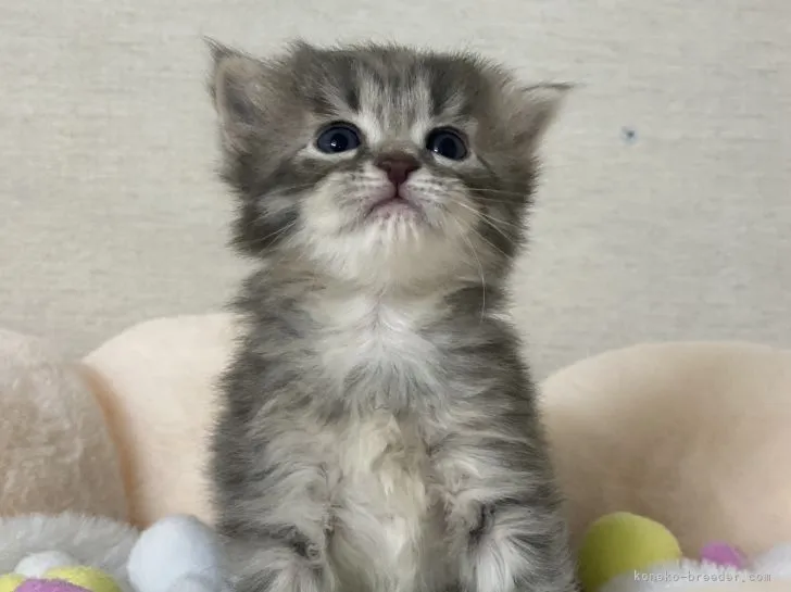 ID：2104-00181の子猫