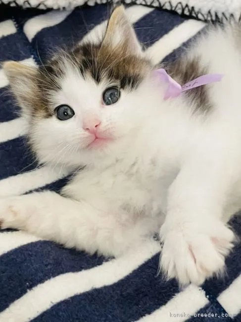 ID：2104-00165の子猫