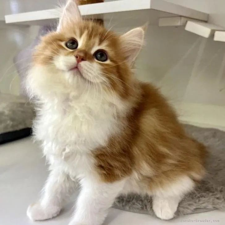 ID:2301-00159の子猫