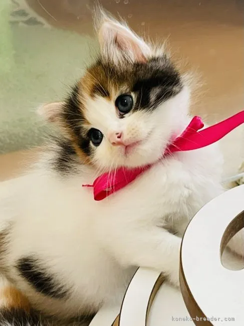 ID:2108-01207の子猫