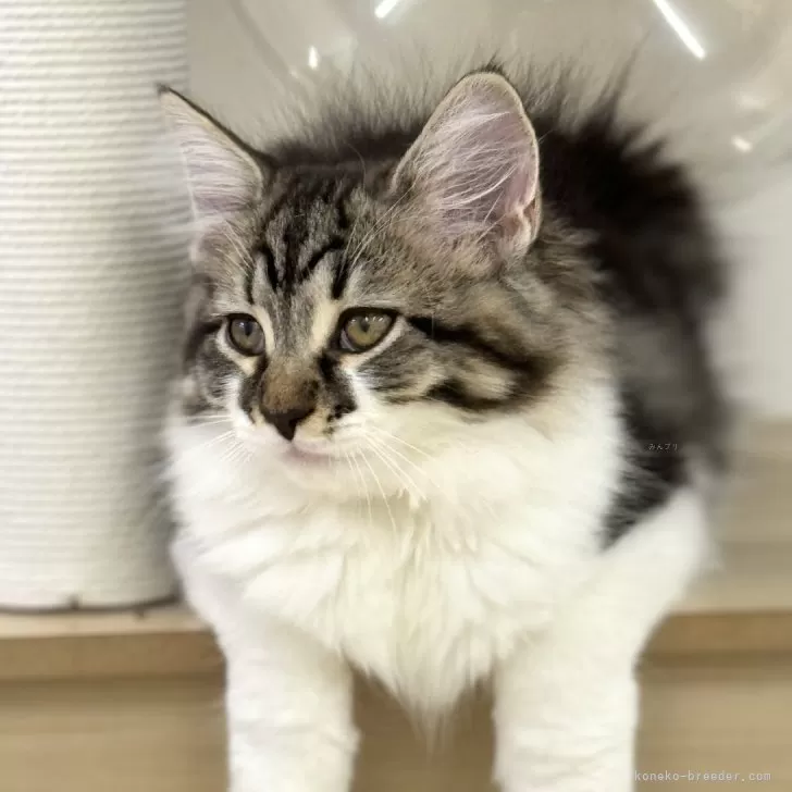 ID：2406-02101の子猫