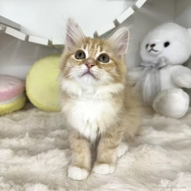 ID:2404-02221の子猫