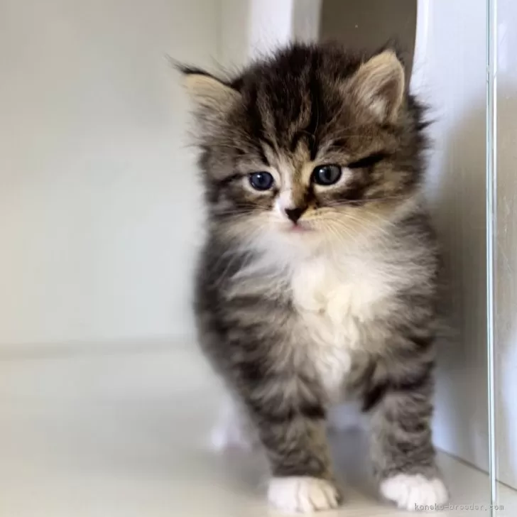 ID：2411-02349の子猫