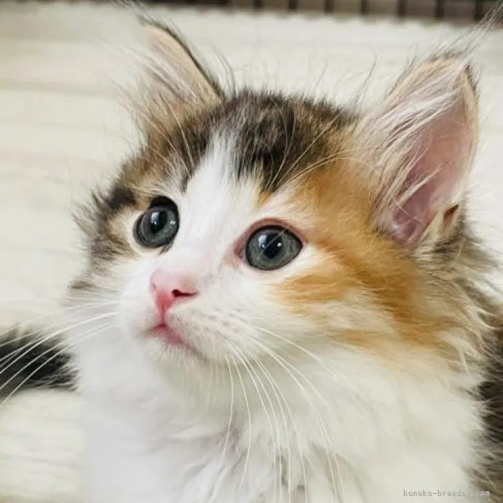 ID：2207-01341の子猫