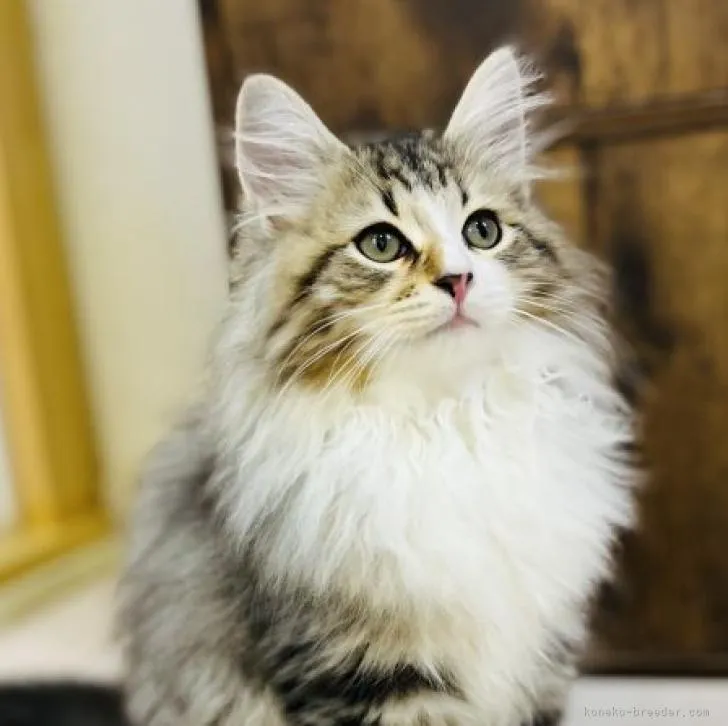 ID：2206-00307の子猫