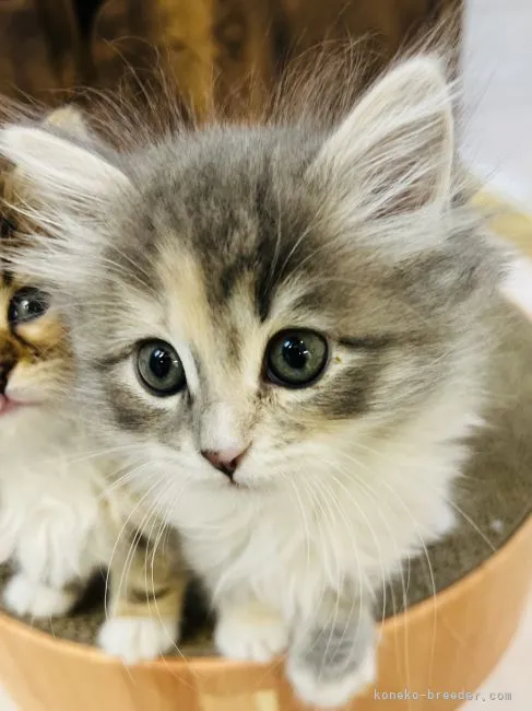 ID：2204-02939の子猫