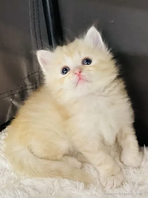 ID：2108-02241の子猫