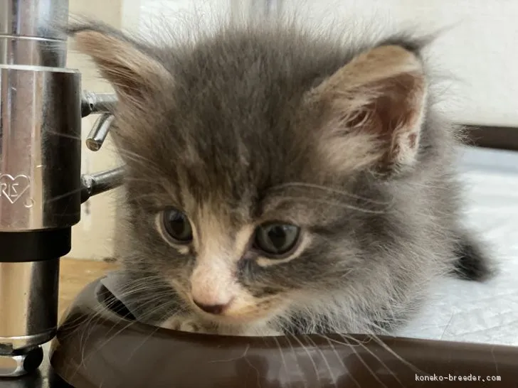 ID:2008-01455の子猫