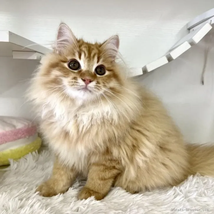 ID:2307-03138の子猫