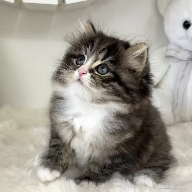 ID:2405-02184の子猫