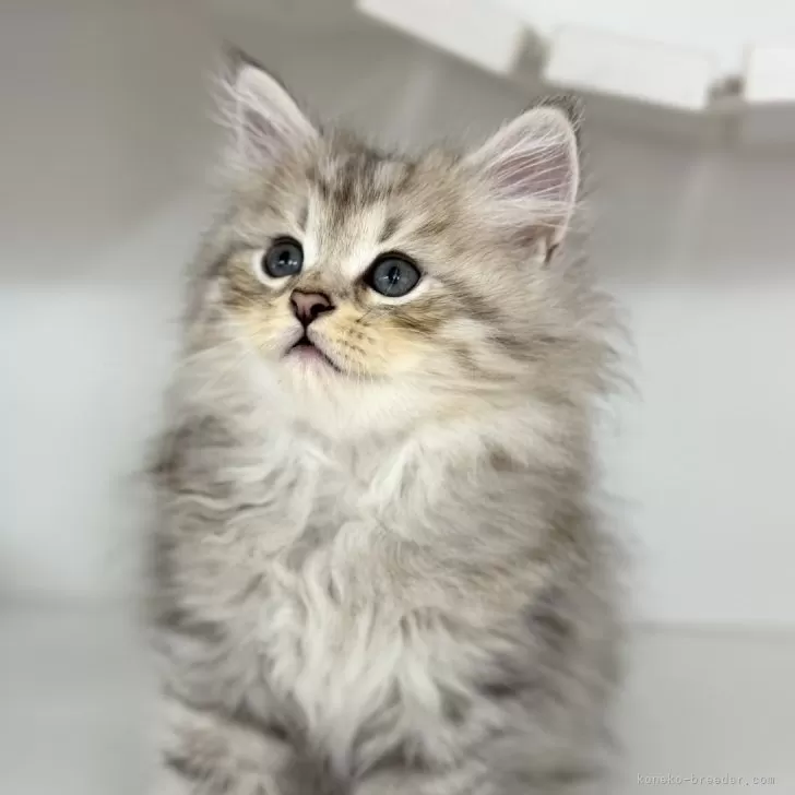 ID:2409-03293の子猫