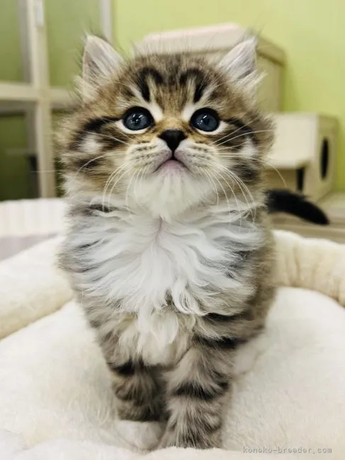 ID:2204-01616の子猫