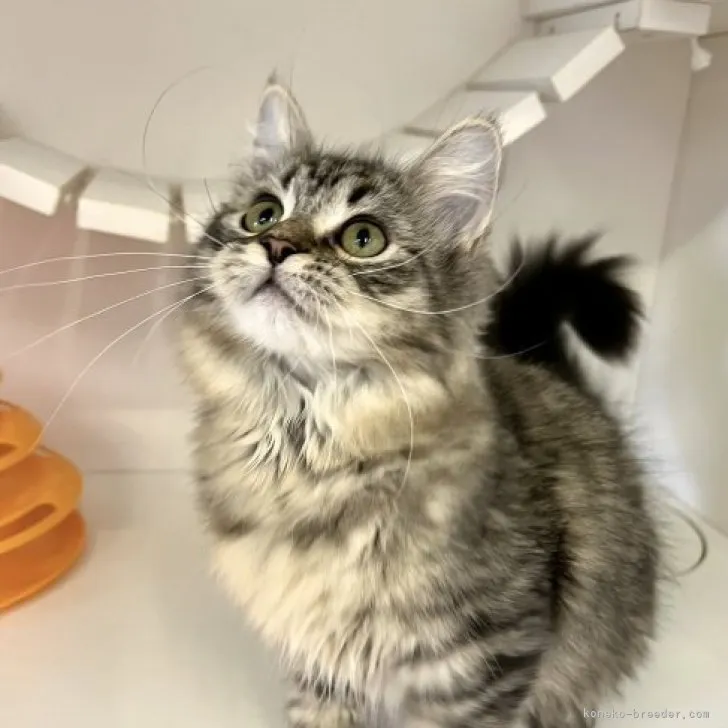 ID：2305-01126の子猫