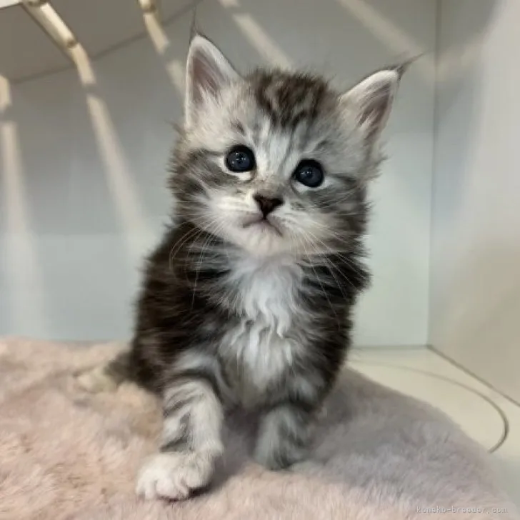 ID：2304-00231の子猫