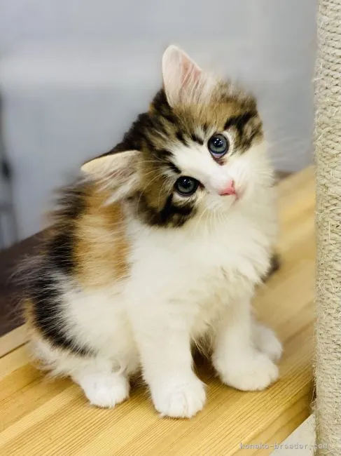 ID:2108-01208の子猫