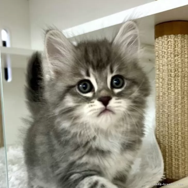 ID:2311-02869の子猫