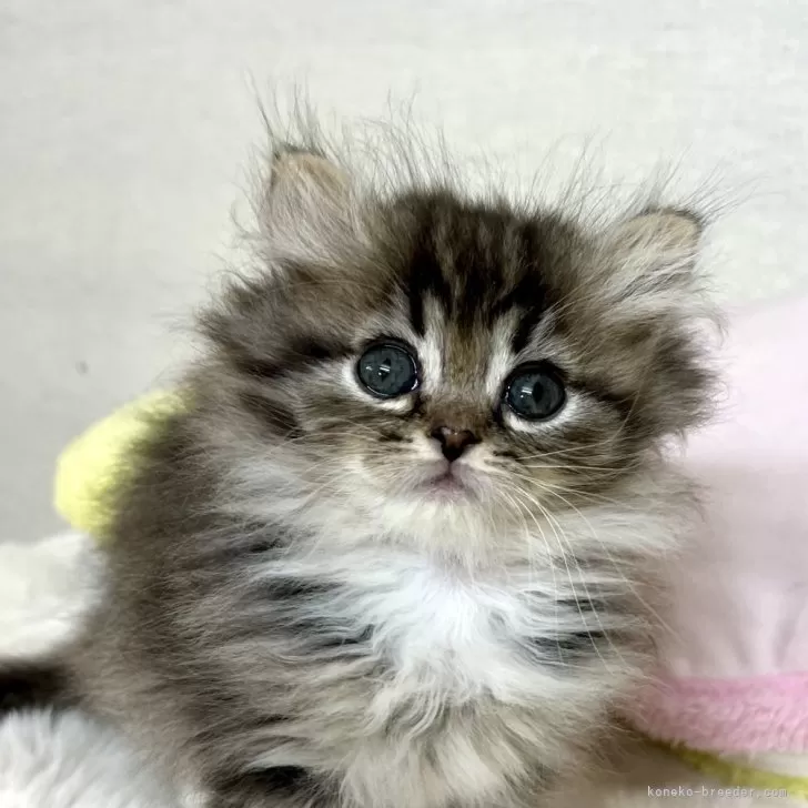 ID:2312-01570の子猫
