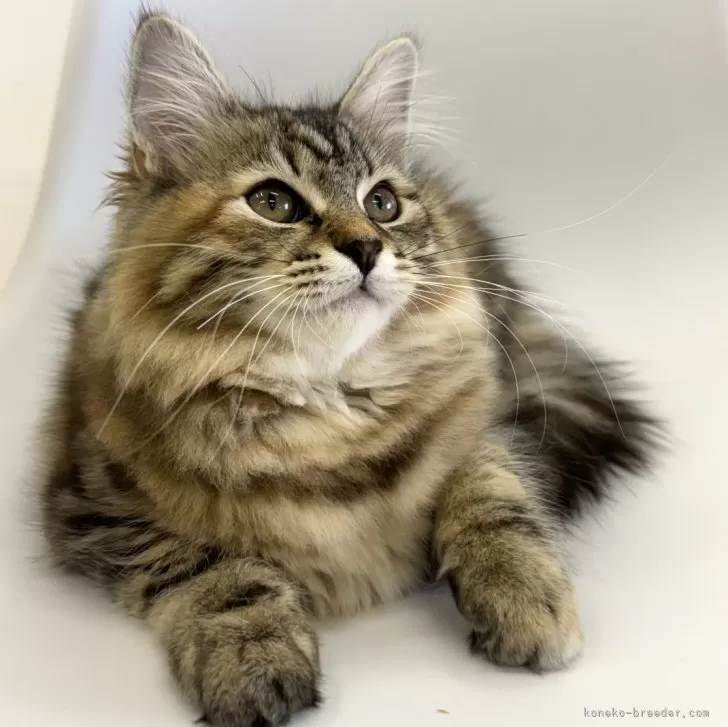 ID:2404-01626の子猫