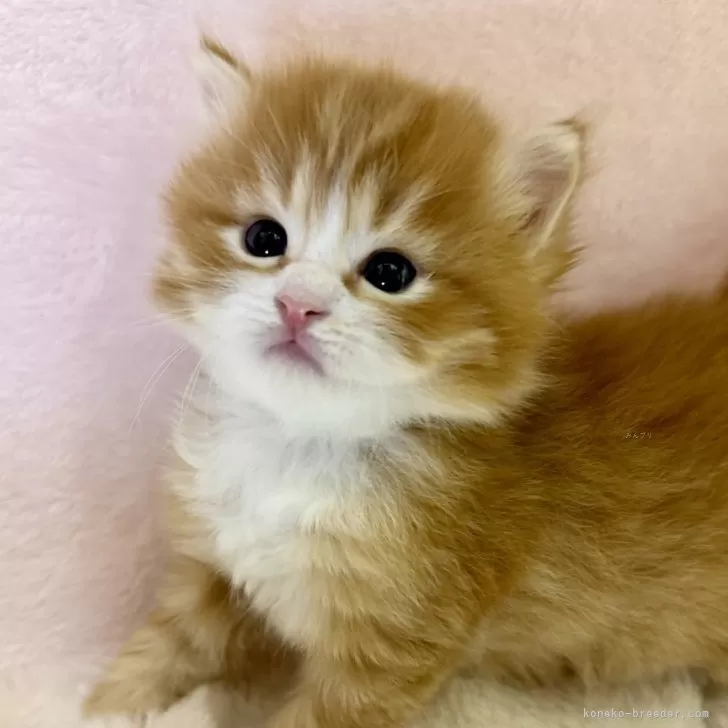 ID:2411-01916の子猫