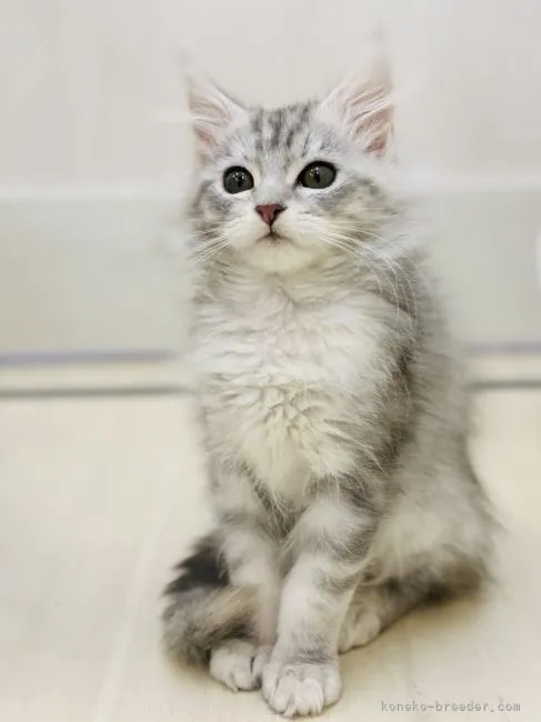 ID：2112-00227の子猫