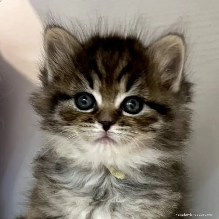 ID:2304-02451の子猫