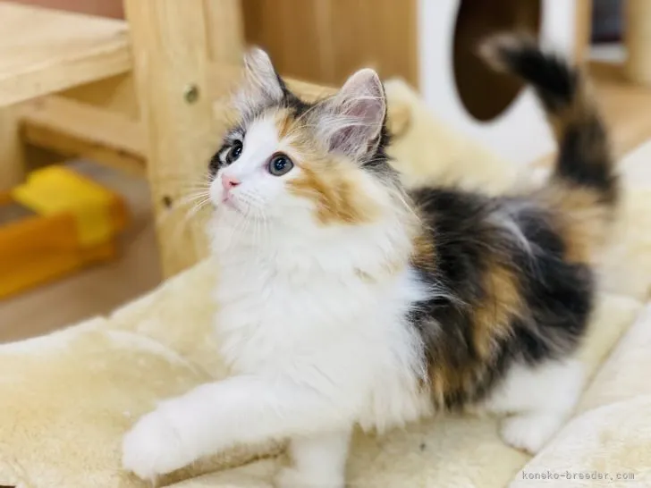 ID：2108-01209の子猫
