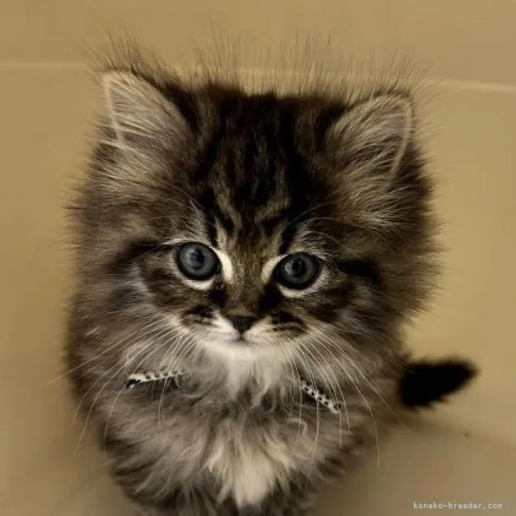 ID：2211-02825の子猫