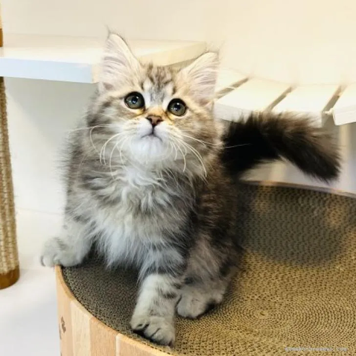 ID：2207-01346の子猫