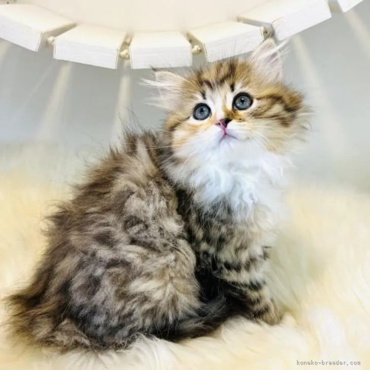 ID:2208-02131の子猫