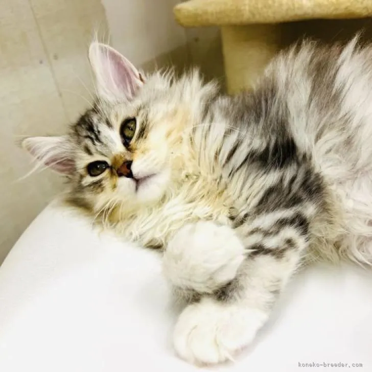 ID:2206-01107の子猫