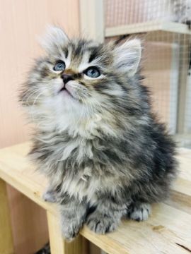 サイベリアン【神奈川県・男の子・2022年1月16日・ジェーデッドブラウン】の写真「おっとり行動派な男の子❤️」