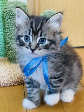 サイベリアン【神奈川県・男の子・2021年3月1日・ブラウンタビー&ホワイト】の写真「甘えん坊で控えめな男の子✨」
