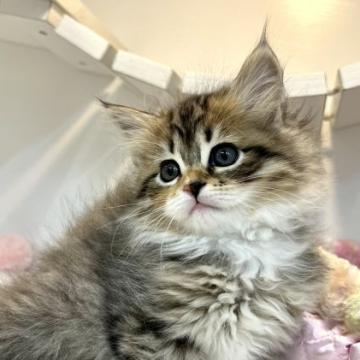 サイベリアン【神奈川県・女の子・2022年10月29日・ブラウンタビー&ホワイト】の写真「🐱🐱期間限定🐱🐱
🌸ブラウンフェア開催中🌸」